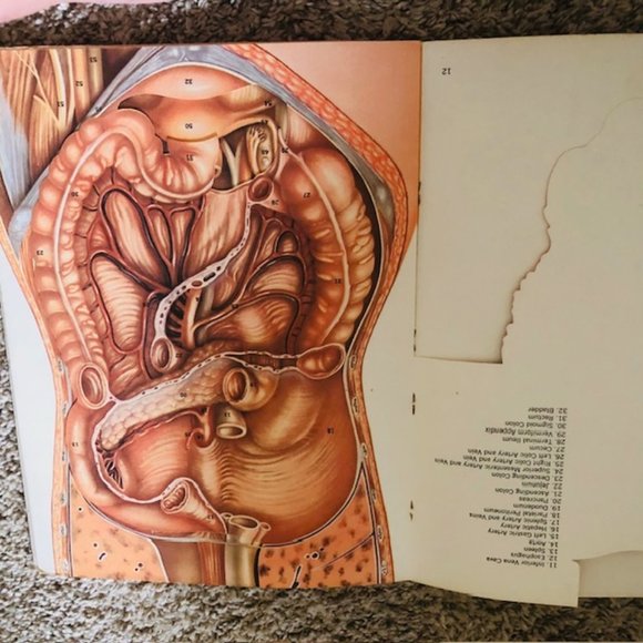 Vintage Medical Ephemera -Ethicon The Abdomen- Layers of Abdomen - Stitches 1968 - Picture 9 of 14